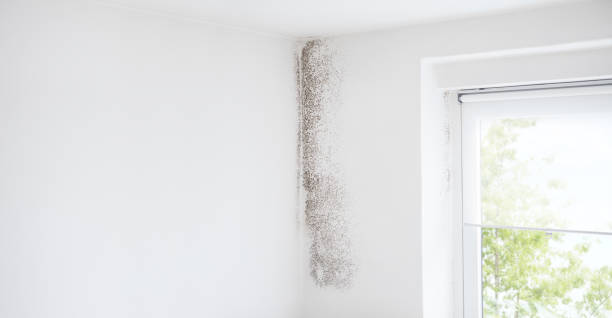 Mold Exposure & Symptoms